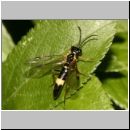 Allantus cingulatus - Blattwespe 01d 9mm.jpg